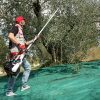ΔΟΝΗΤΗΣ ΕΛΙΑΣ-ΚΑΡΠΩΝ CIFARELLI SC800 SC800-1
