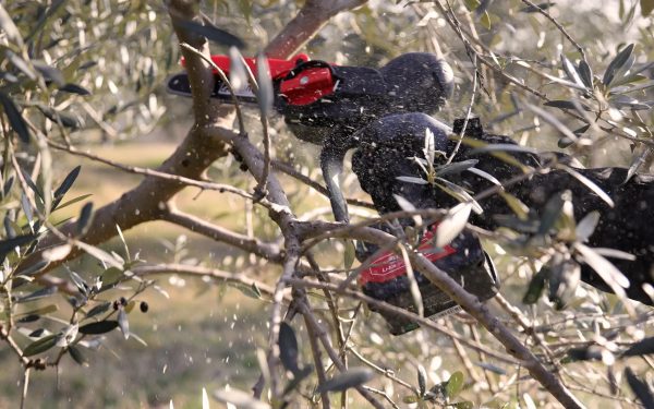 ΑΛΥΣΟΠΡΙΟΝΟ ΚΛΑΔΕΜΑΤΟΣ ΜΠΑΤΑΡΙΑΣ ΖΑΝΟΝ ZP 185 zp-185-slider-08_3580431e48aedf97dcedf972d1481942