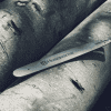 oie_41759AbJ7BmUx
