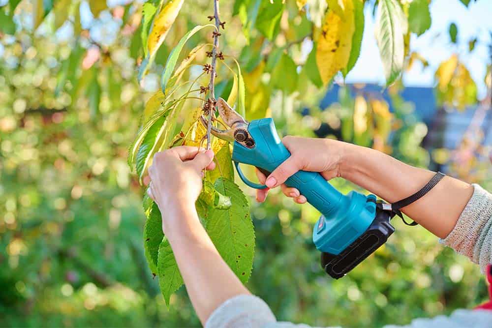 Ανακαλύψτε το ψαλίδι κλαδέματος μπαταρίας για εξαιρετική απόδοση στον κήπο