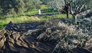 ΕΛΑΙΟΠΑΝΟ 100GR ΒΕΛΛΗΣ PP 3,80X8