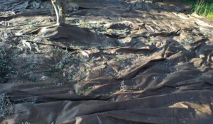 ΕΛΑΙΟΠΑΝΟ 100GR ΒΕΛΛΗΣ PP 3,80X8