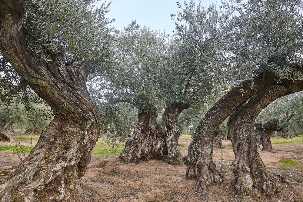 Πώς να μαζέψεις πιο εύκολα τις ελιές σου φέτος; Εργαλεία για να μαζέψεις ελιές από ψηλά κλαδιά