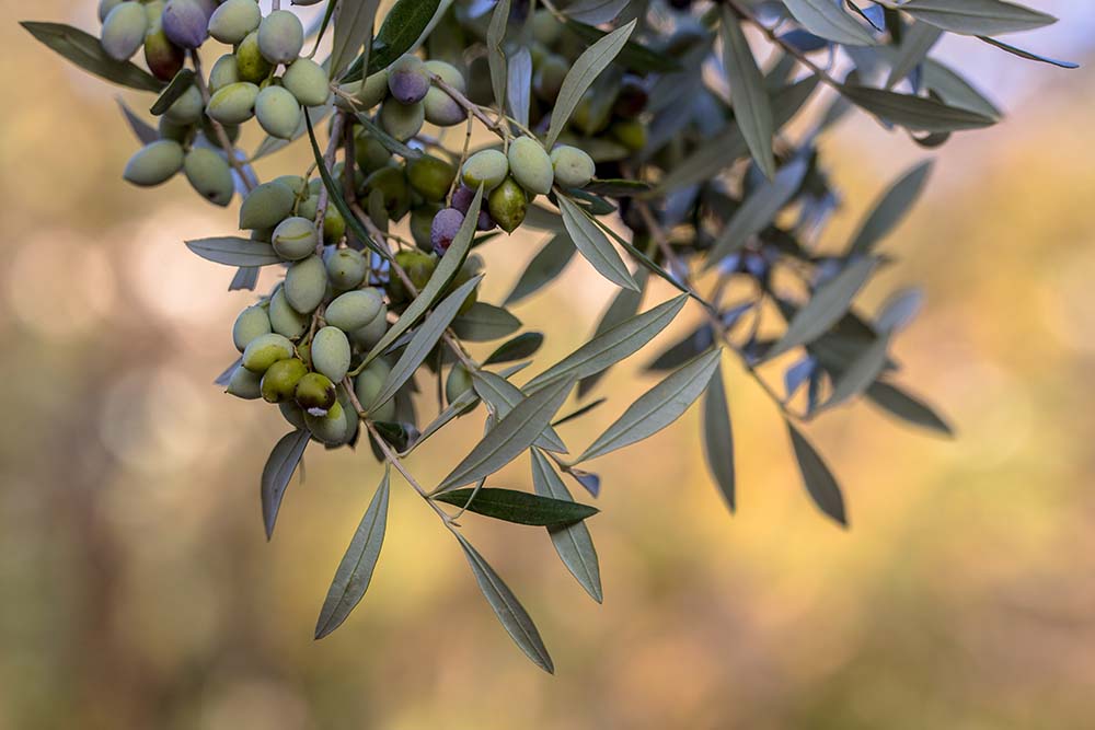 Πώς να μαζέψεις πιο εύκολα τις ελιές σου φέτος;