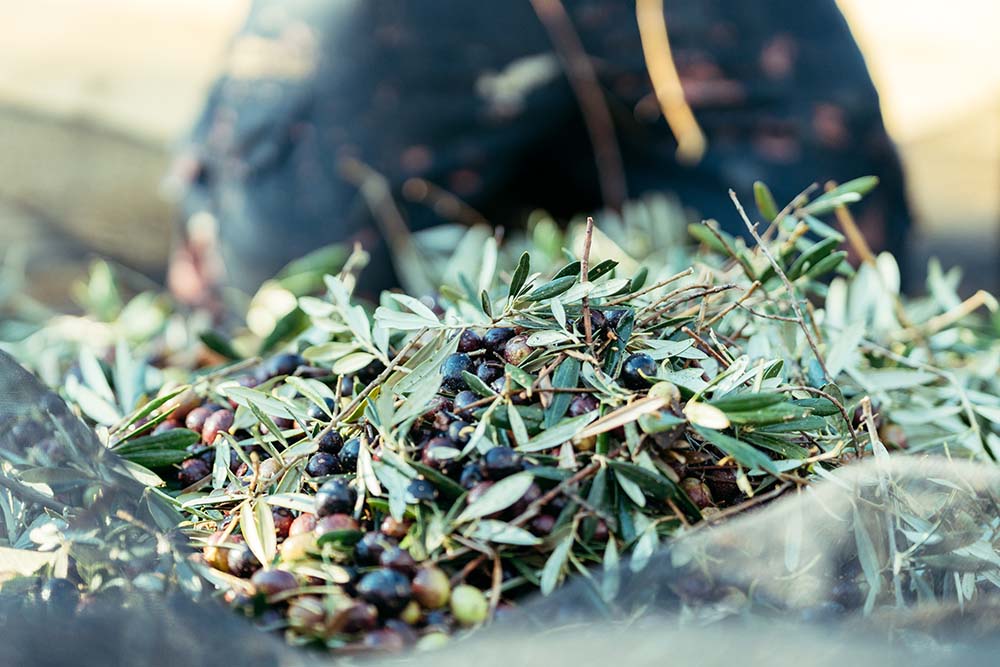 Πώς αλλάζει η συγκομιδή της ελιάς με τον σύγχρονο εξοπλισμό